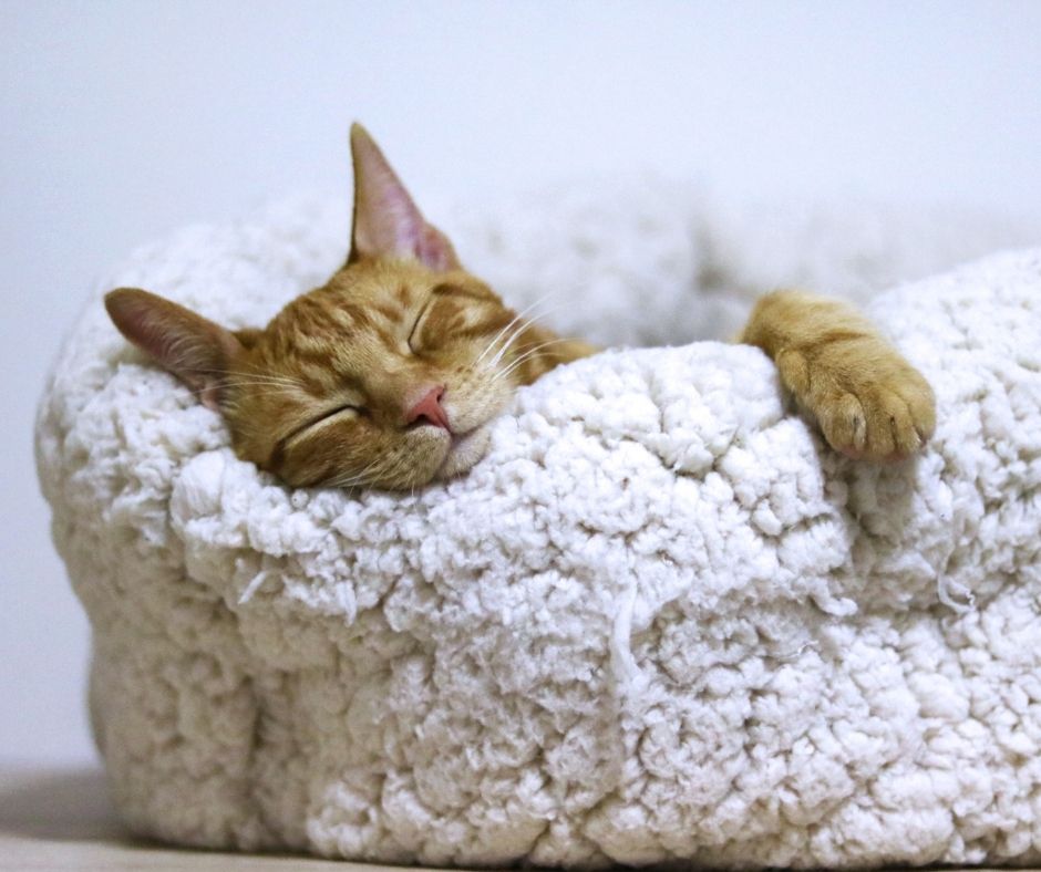 chat endormi sommeil